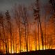 Illustration for article titled How a Design Trend Is Helping Prevent Wildfires in the American West